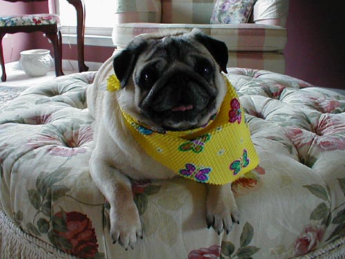 Visit Olivers' Rose Pugs